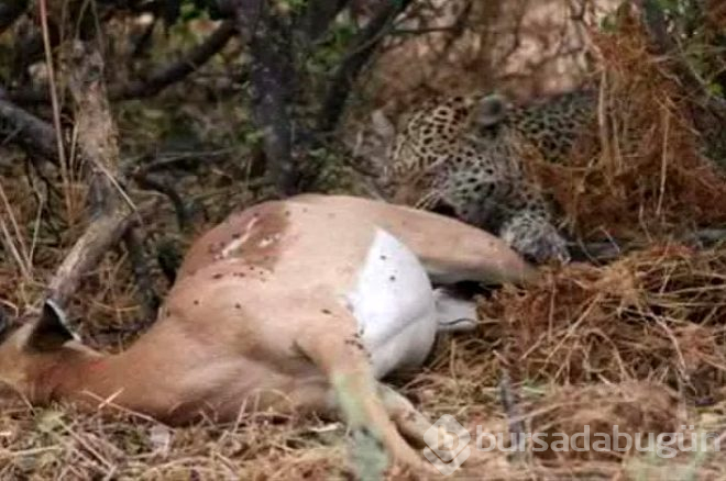 Yemek için yakaladığı impalanın hamile olduğunu anlayan leopardan inanılmaz tepki