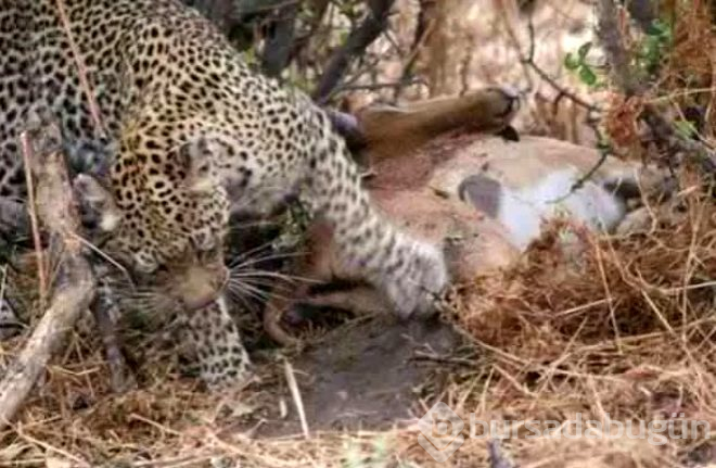 Yemek için yakaladığı impalanın hamile olduğunu anlayan leopardan inanılmaz tepki