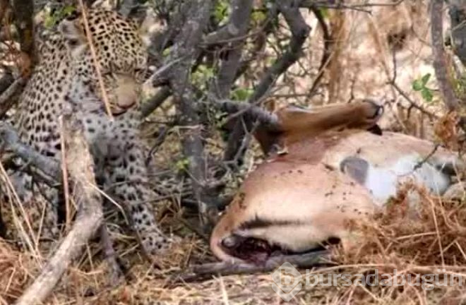 Yemek için yakaladığı impalanın hamile olduğunu anlayan leopardan inanılmaz tepki