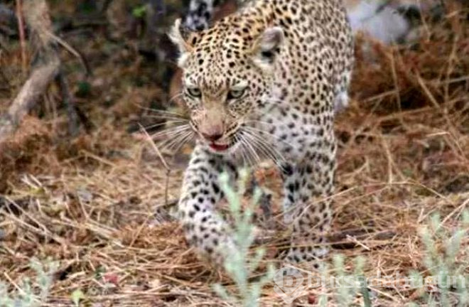 Yemek için yakaladığı impalanın hamile olduğunu anlayan leopardan inanılmaz tepki