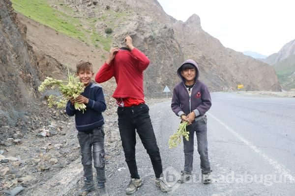 Hakkari'de 'yayla muzu' toplayan çocuklar, gazetecileri polis zannedip kaçtı