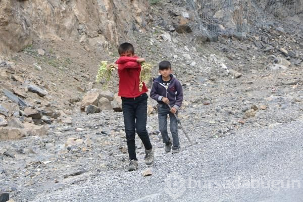 Hakkari'de 'yayla muzu' toplayan çocuklar, gazetecileri polis zannedip kaçtı