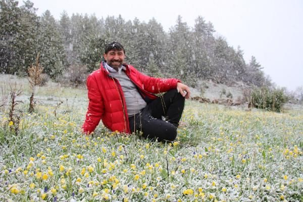 Sarı çoban çiçekleri beyaza büründü