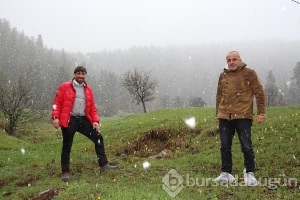 Sarı çoban çiçekleri beyaza büründü