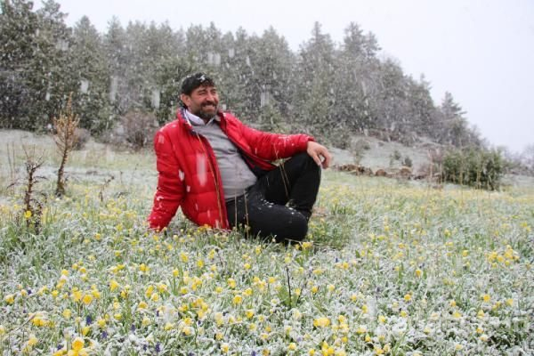 Sarı çoban çiçekleri beyaza büründü