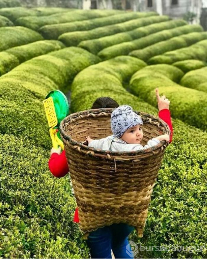 Çay hasadının yol haritası belli oldu