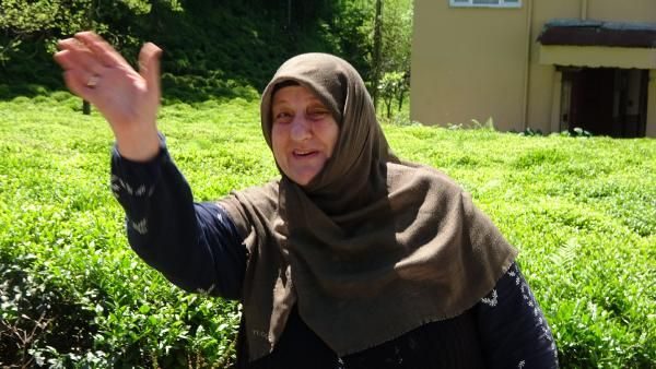 Çay hasadının yol haritası belli oldu