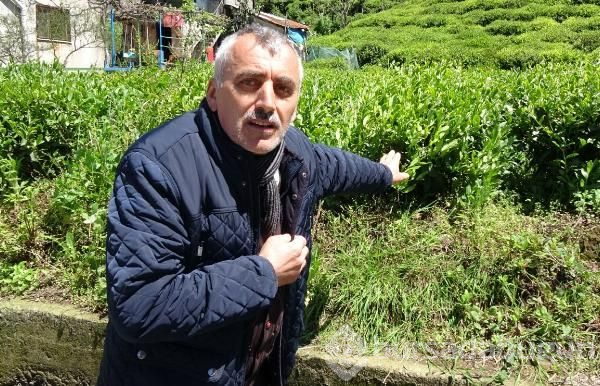 Çay hasadının yol haritası belli oldu