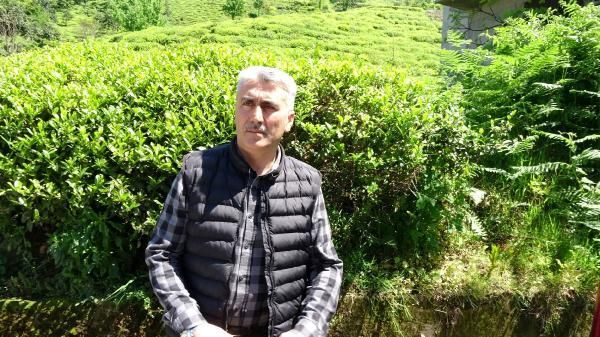 Çay hasadının yol haritası belli oldu