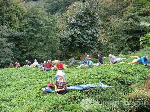 Çay hasadının yol haritası belli oldu