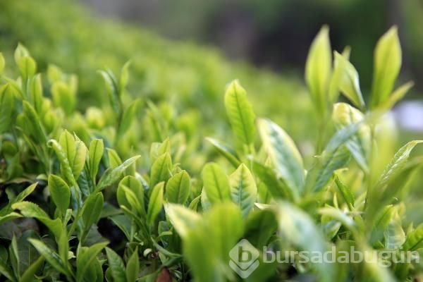 Çay hasadının yol haritası belli oldu