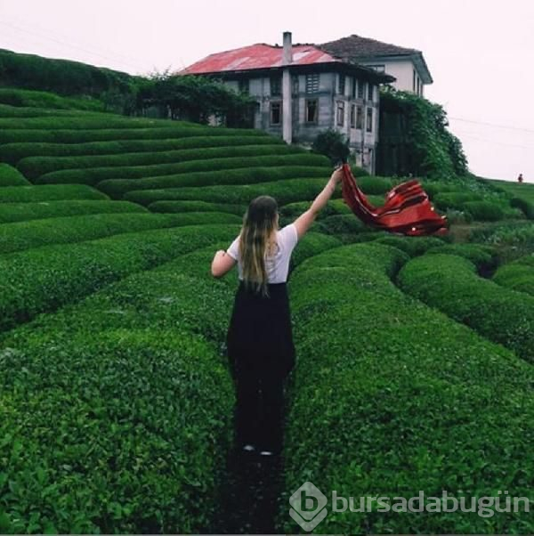 Çay hasadının yol haritası belli oldu