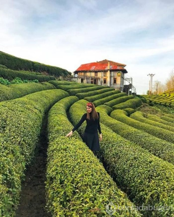 Çay hasadının yol haritası belli oldu