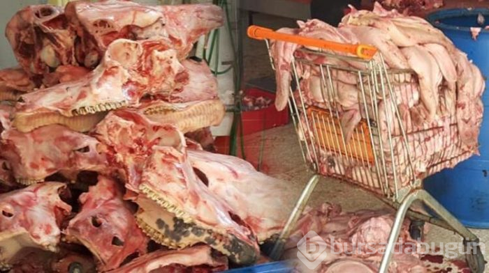 Tam 1,5 ton kaçak kelle paça ele geçirildi