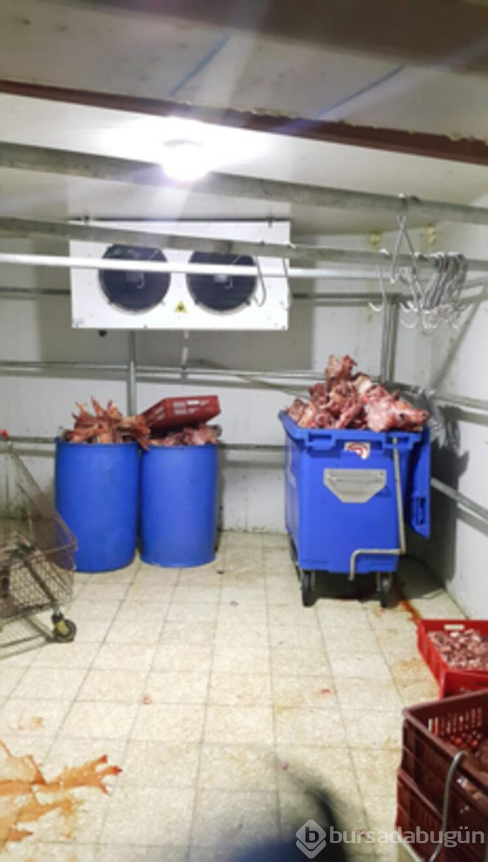 Tam 1,5 ton kaçak kelle paça ele geçirildi