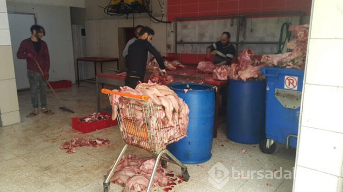 Tam 1,5 ton kaçak kelle paça ele geçirildi