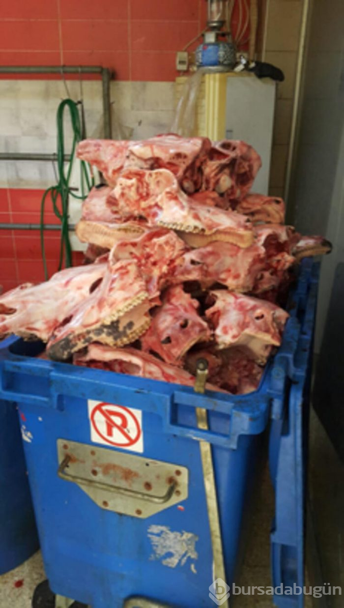 Tam 1,5 ton kaçak kelle paça ele geçirildi
