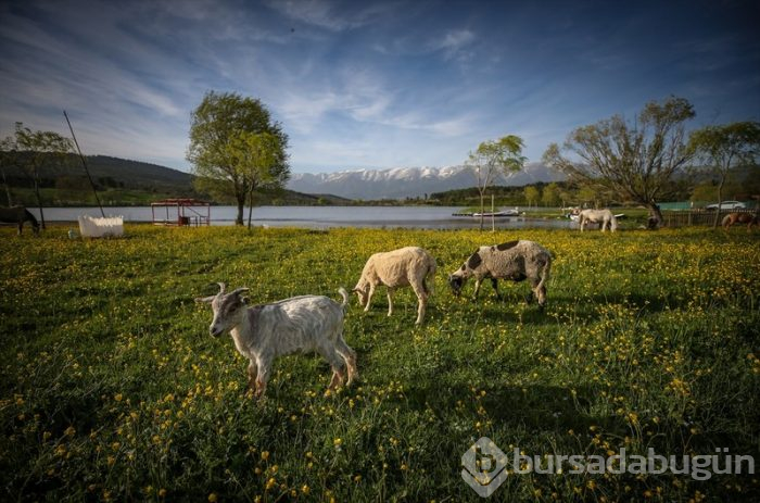 Bursa'da salgın sürecinde tatil yapmak isteyenlerin 'bungalov' ilgisi	