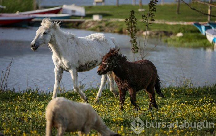 Bursa'da salgın sürecinde tatil yapmak isteyenlerin 'bungalov' ilgisi	