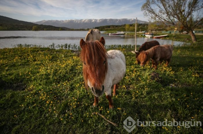 Bursa'da salgın sürecinde tatil yapmak isteyenlerin 'bungalov' ilgisi	