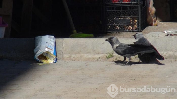 Kargaların "cips" mücadelesi kameraya yansıdı!