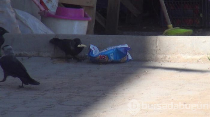 Kargaların "cips" mücadelesi kameraya yansıdı!