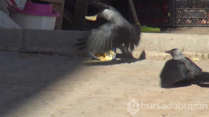 Kargaların "cips" mücadelesi kameraya yansıdı!
