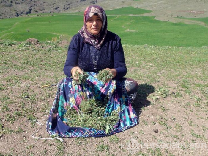 Yozgat'ta madımak zamanı!