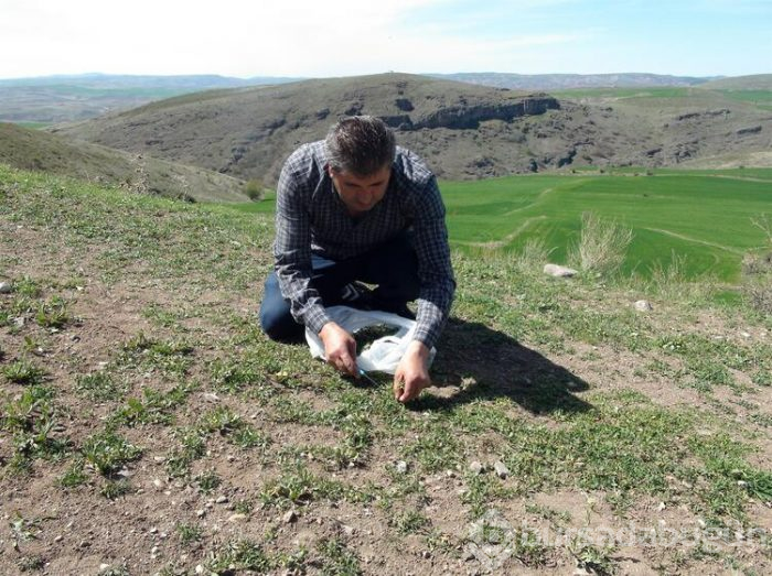 Yozgat'ta madımak zamanı!
