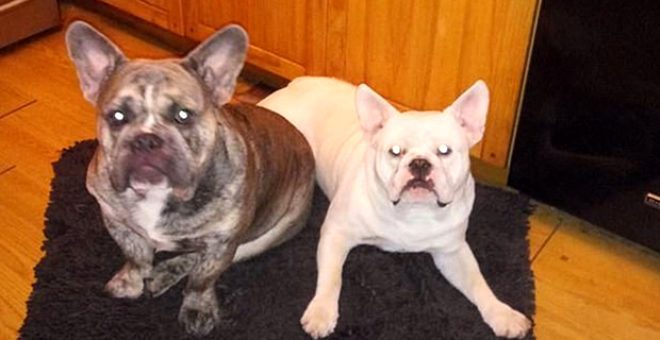 Dövüş için yetiştirilen köpeği tarafından parçalanarak öldürüldü