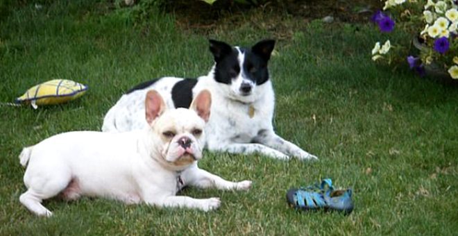 Dövüş için yetiştirilen köpeği tarafından parçalanarak öldürüldü