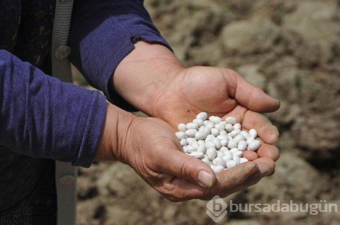 Kısa sürede pişiyor, üretiminde kimyasal gübre ve ilaç kullanılmıyor