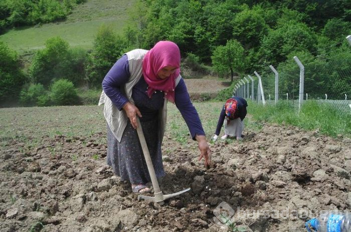 Kısa sürede pişiyor, üretiminde kimyasal gübre ve ilaç kullanılmıyor