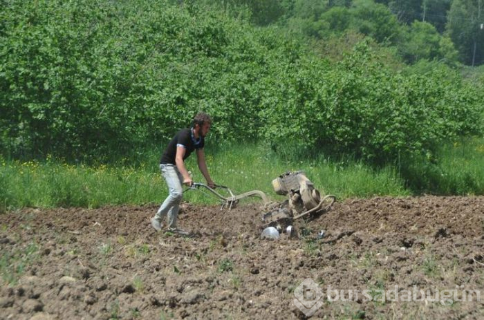 Kısa sürede pişiyor, üretiminde kimyasal gübre ve ilaç kullanılmıyor