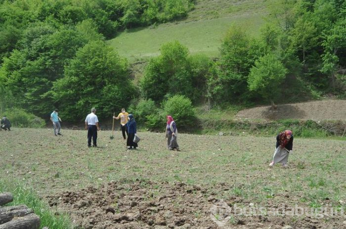 Kısa sürede pişiyor, üretiminde kimyasal gübre ve ilaç kullanılmıyor