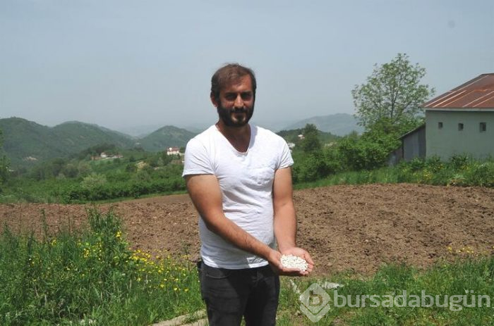 Kısa sürede pişiyor, üretiminde kimyasal gübre ve ilaç kullanılmıyor