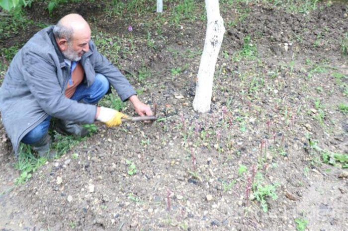 Çiftçinin yüzünü güldüren ürün salep oldu. 500 metrekarede 20 bin lira
