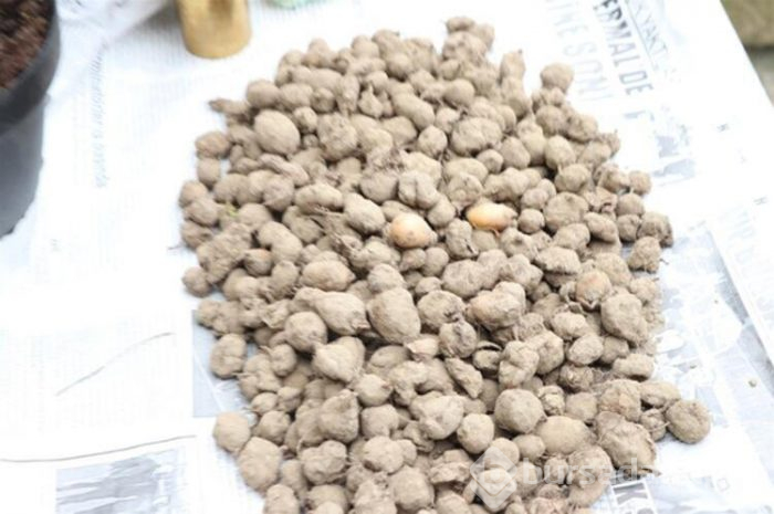 Çiftçinin yüzünü güldüren ürün salep oldu. 500 metrekarede 20 bin lira
