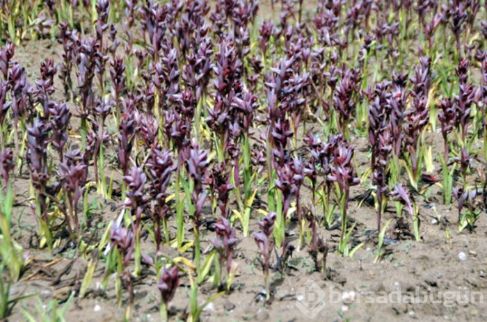 Çiftçinin yüzünü güldüren ürün salep oldu. 500 metrekarede 20 bin lira
