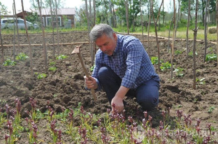 Çiftçinin yüzünü güldüren ürün salep oldu. 500 metrekarede 20 bin lira