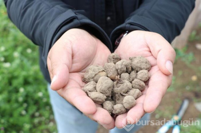 Çiftçinin yüzünü güldüren ürün salep oldu. 500 metrekarede 20 bin lira