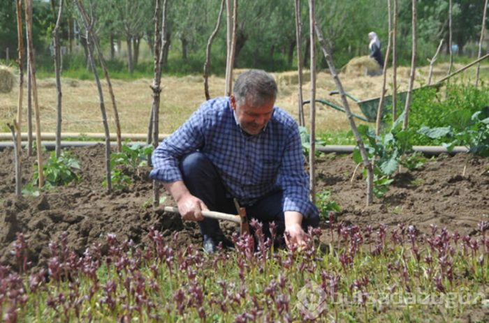 Çiftçinin yüzünü güldüren ürün salep oldu. 500 metrekarede 20 bin lira