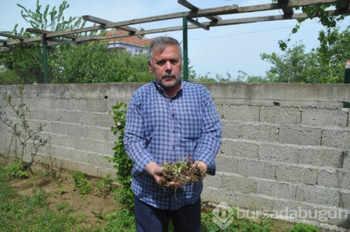 Çiftçinin yüzünü güldüren ürün salep oldu. 500 metrekarede 20 bin lira