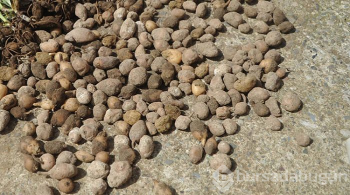 Çiftçinin yüzünü güldüren ürün salep oldu. 500 metrekarede 20 bin lira