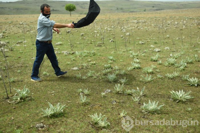 Şimdi de sarı sinek istilası başladı