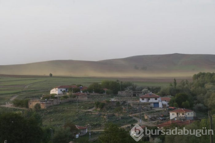 Şimdi de sarı sinek istilası başladı