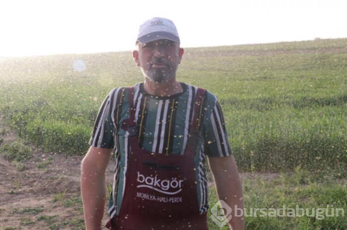 Şimdi de sarı sinek istilası başladı