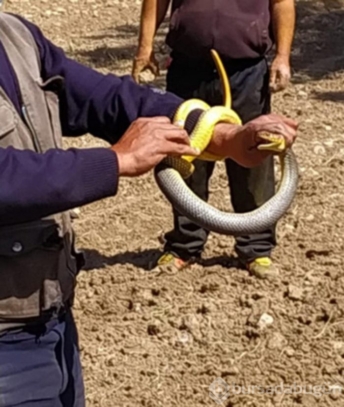Bursa'da sıcaklıklar tavan yapınca yılanlar ortaya çıktı