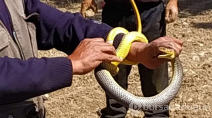Bursa'da sıcaklıklar tavan yapınca yılanlar ortaya çıktı