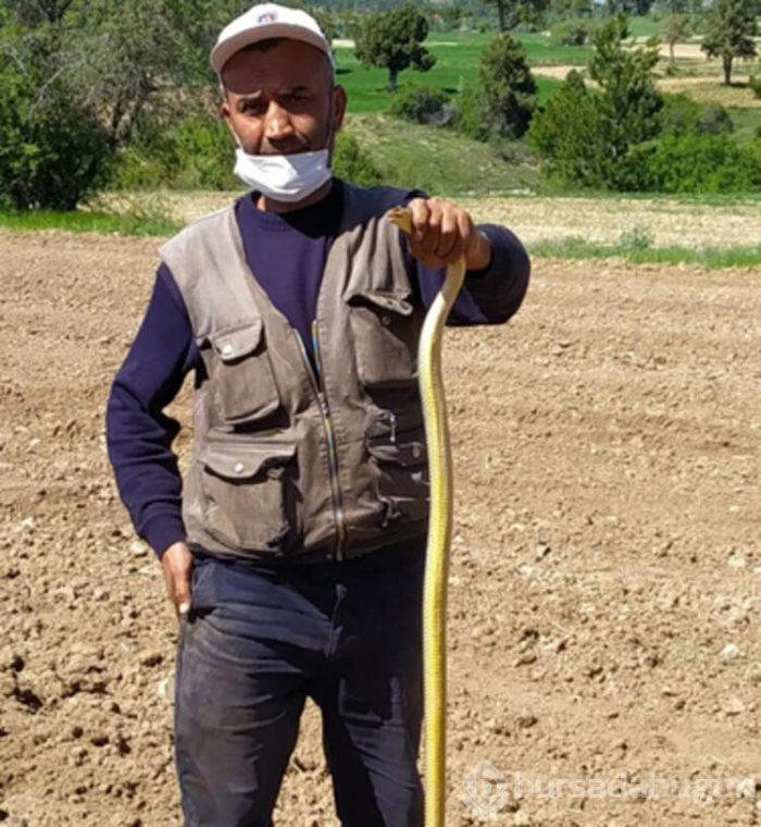 Bursa'da sıcaklıklar tavan yapınca yılanlar ortaya çıktı
